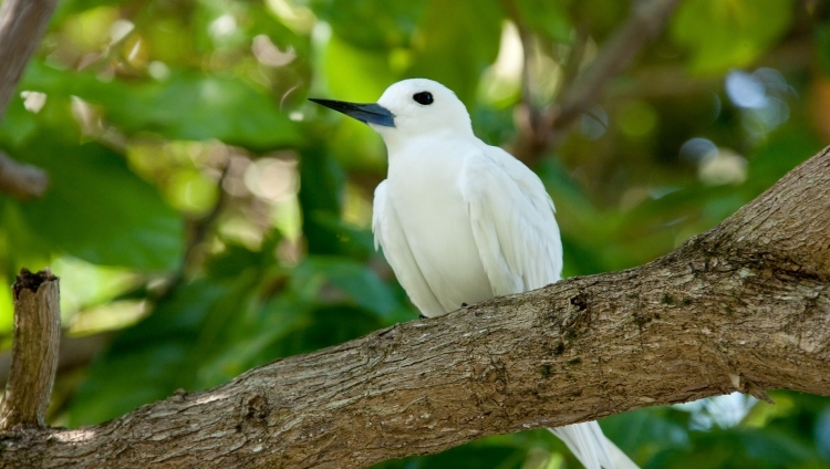 Denis Island - Natur